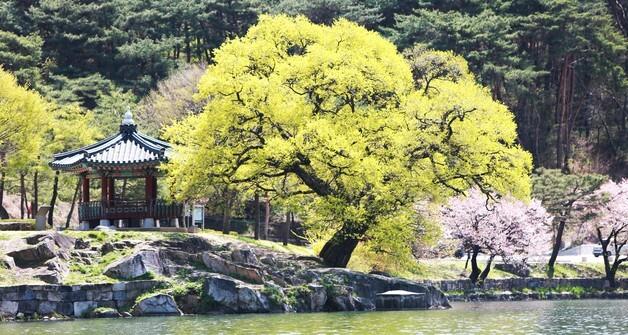 [풍경] '2천년 전 축조' 제천 의림지…"늦은 봄꽃에 운치 가득"