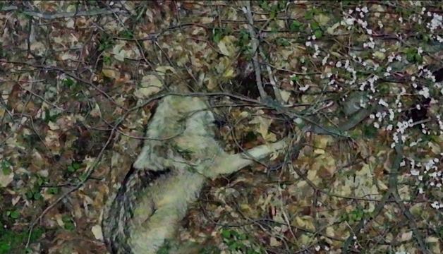 "늑구, 도망치다가 로드킬 위험…시민들 드론 추적 자제해야"