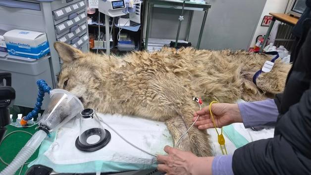 오월드, 성심당 이어 '대전 필수코스' 되나…"늑구 보러 갈래" 쇄도