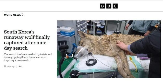 "늑구 출세했네" BBC 포획 소식 1면 주요 기사로 다뤄