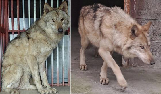 오월드 탈출 늑대 '늑구' 열흘 만에 포획 성공