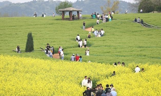 초록빛 봄 길…고창 청보리밭 축제