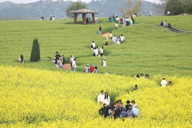 [뉴스1 PICK]'초록 물결 출렁이는 보리밭' 제23회 고창청보리밭축제