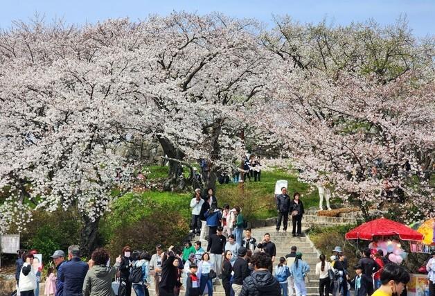 "이번 주말 벚꽃 만개한 사천 선진리성으로 오세요"
