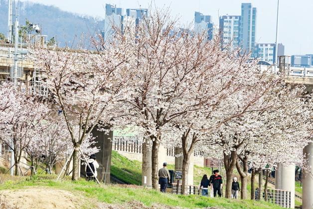 금천구, 안양천 벚꽃길 안전관리…12일간 집중 대응