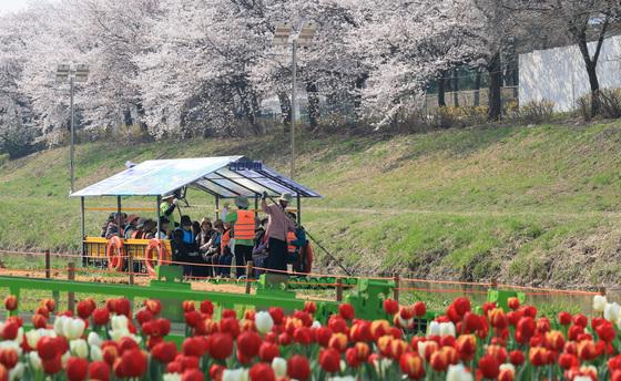 [뉴스1 PICK]도심 속 생태여행 ‘양재천 천천투어’…'벚꽃 보고 뗏목 타며 봄 즐겨요'