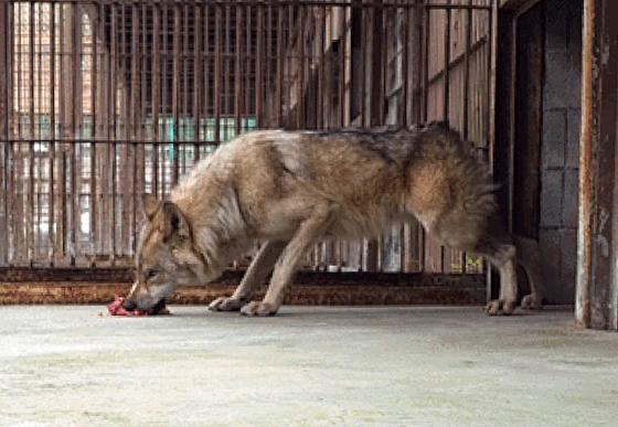 늑구 팬 잔소리 듣기 싫었나…대전 오월드 SNS 게시 돌연 중단