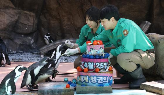 [뉴스1 PICK] "매년 4월 25일은 세계 펭귄의 날"…사라져가는 펭귄을 보호해요