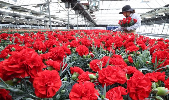 활짝 핀 카네이션