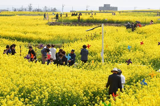 포항시, 호미곶 메밀꽃밭 20일부터 조성…6월 개화 예상