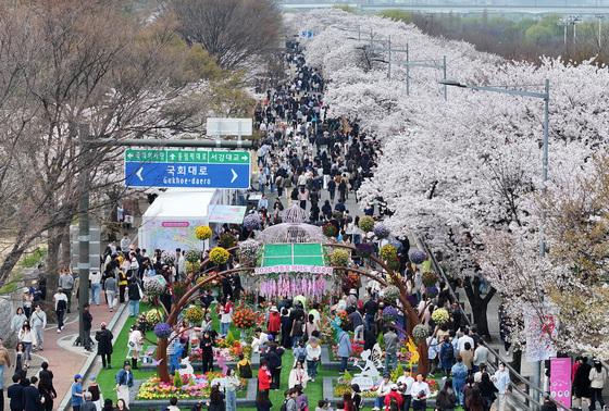 [뉴스1 PICK] 여의도 봄꽃축제 개막, 비 예보에 첫날부터 '북적'