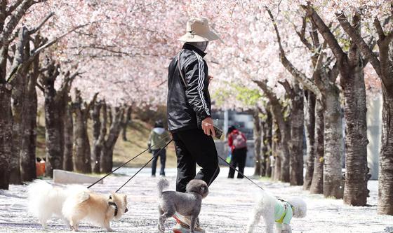 댕댕이와 함께 벚꽃 나들이