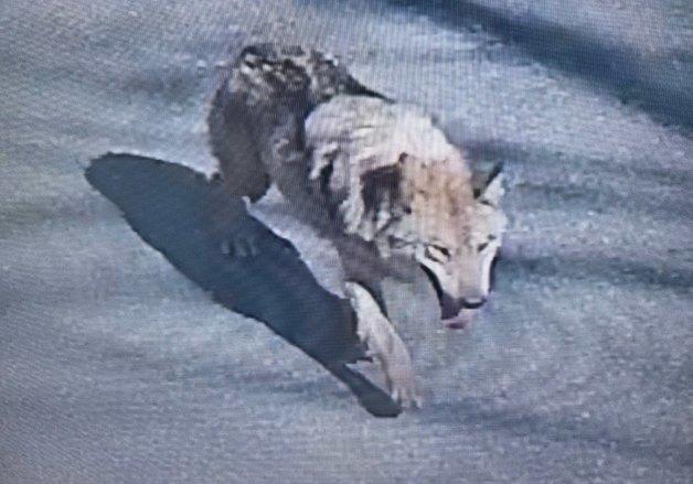 행방 묘연한 오월드 늑대 '늑구'…수색 장기화에 폐사 우려까지