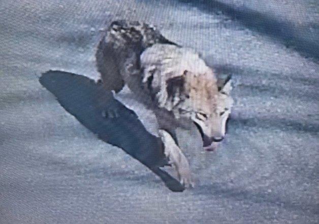 오월드 탈출 늑대, 대전서 발견…"신고자, 매일 늑구 찾아다녔다"