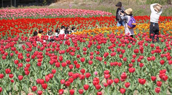 눈길 사로잡는 형형색색 튤립