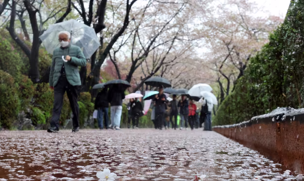 강한 봄비로 '벚꽃 엔딩'