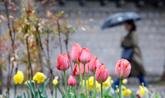 봄비 머금은 튤립