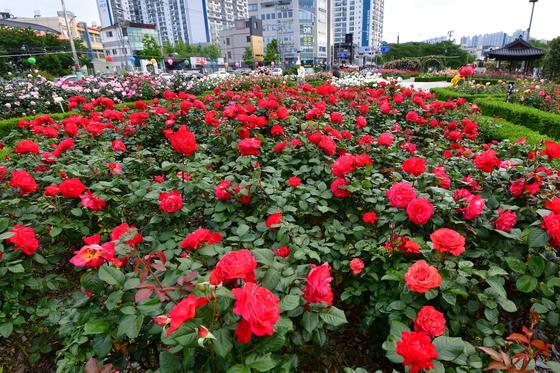 장미꽃 물든 포항…영일대 해상공원·형산강 장미원에 향기 가득 