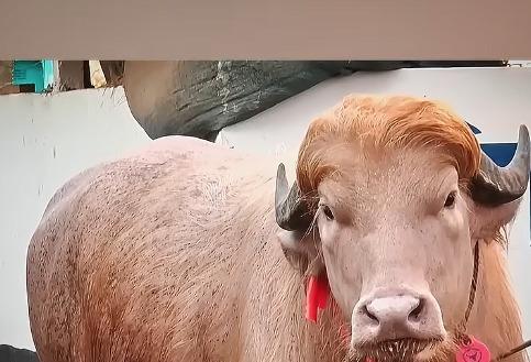 '트럼프 똑 닮은' 방글라 물소 인기 폭발…"성격은 온순합니다"