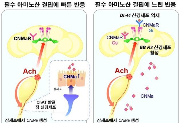 "오늘은 고기가 당기는데"…'장'이 뇌에 보내는 신호였다