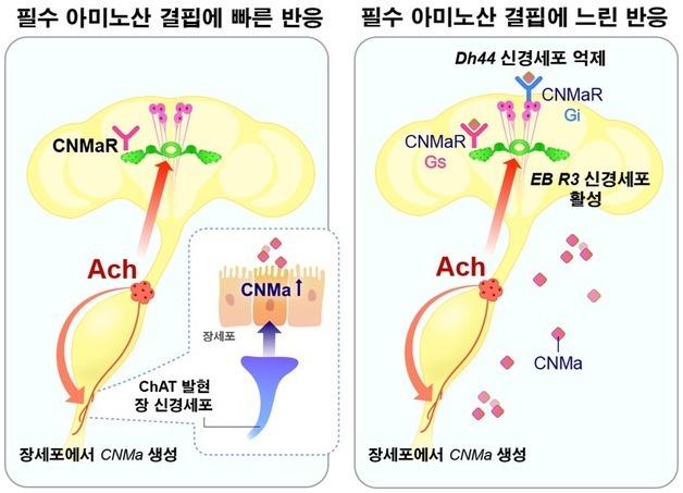 "오늘은 고기가 당기는데"…'장'이 뇌에 보내는 신호였다