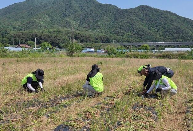 강원농협·강원대 4-H, 춘천 인삼농가서 농촌 일손돕기 봉사활동