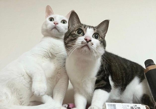 "우리 고양이 부탁해요"…항암치료 앞둔 집사의 소원[가족의발견(犬)]