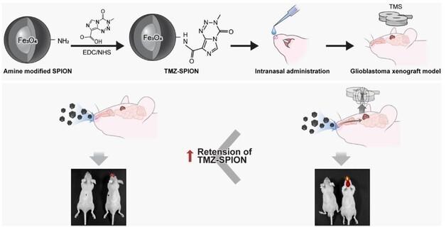 Revolutionary Drug Delivery: How Nasal Nanoparticles Target Glioblastoma with Magnetic Precision