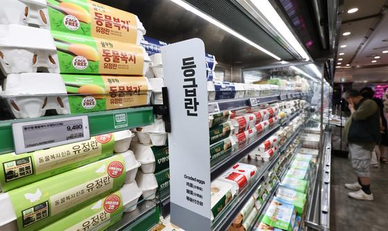 고공행진하는 계란 가격