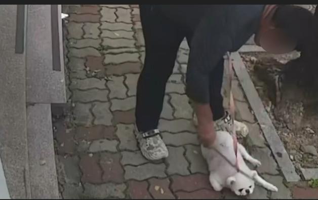 "막대기로 강아지 얼굴 때려" 광주서 동물 학대 신고…경찰 수사