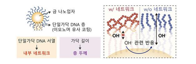 KAIST 연구팀, DNA를 전기화학 반응 제어 나노소재로 활용
