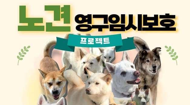 "병원비는 우리가 낼게요"…15살 보호소 노견들 가족 찾기 나섰다