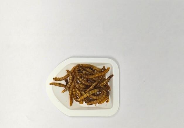 KIOST, 버려지던 수산 부산물 '고부가 자원화' 성공…국제 학술지 게재