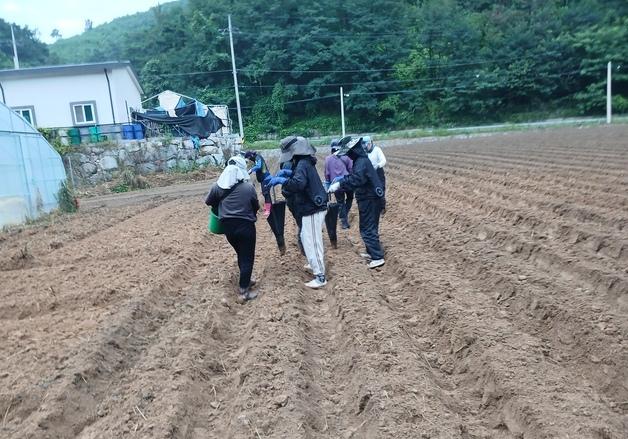 강릉시 '가을감자' 첫 파종…'2기작' 확인 실증 재배