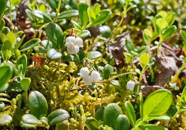 산림청, 희귀식물 자생지 등 5369㏊ 산림유전자원보호구역 추진