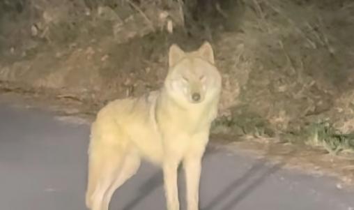 '탈출 늑대' 늑구, 마취총 빗나가…"날쌔고 건강, 4m 벽도 넘어"