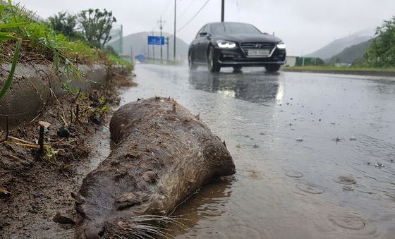 천연기념물 제330호 수달의 죽음