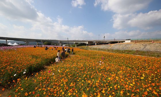 구리 코스모스 축제 즐기는 시민들