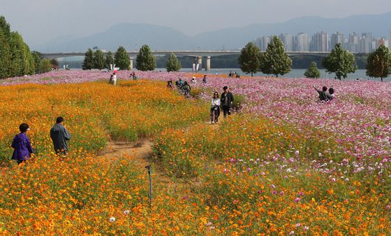 '만개한 코스모스 속으로'