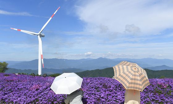 활짝 핀 아스타꽃