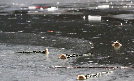 국화만 덩그러니