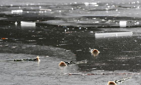 영면 기원하는 국화