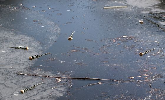 저수지 얼음 위에 놓인 국화