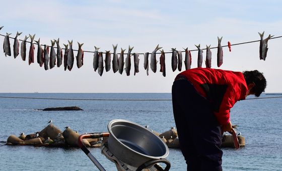 과메기 원조는 청어