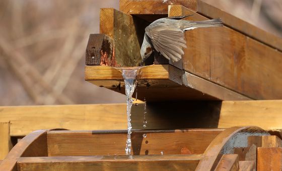 '물 마시는 직박구리'