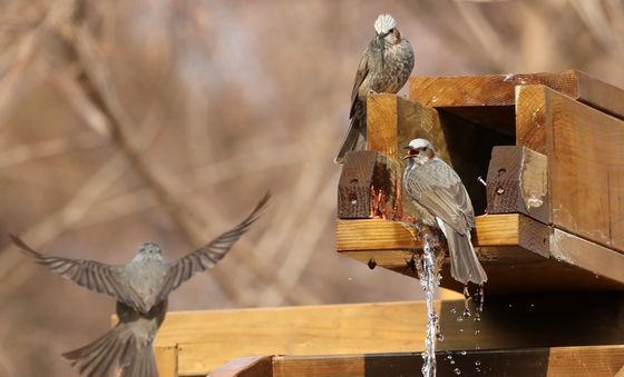 물 적시는 직박구리