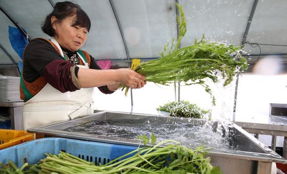 이맘때 맛보는 미나리는 보약