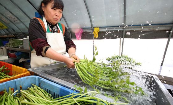 봄기운 가득 품은 미나리