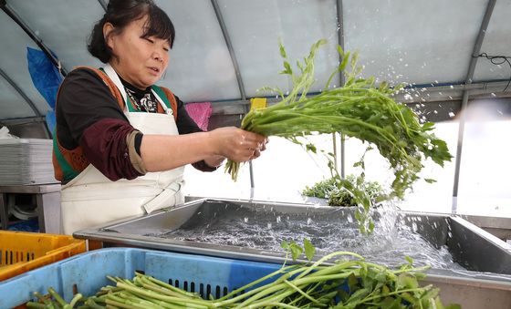 팔공산 미나리 맛보세요