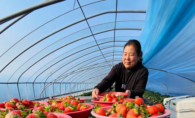 광주 북구 특산품 지산딸기 재배